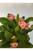 Pembe Japon Iğnesi Dikenler Tacı Euphorbia Milii Fidanı 10-20 cm - 2