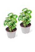 Syngonium Pixie - Set 2 Adet Melek Kanadı Çiçeği Fidanı 10-20 cm thumbnail 1