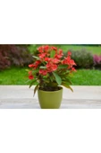 Kırmızı Japon Iğnesi Dikenler Tacı Euphorbia Milii Fidanı 10-20 cm thumbnail 2