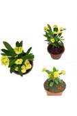 Sarı Japon Iğnesi Dikenler Tacı Euphorbia Milii Fidanı 10-20 cm thumbnail 1