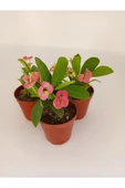 Pembe Japon Iğnesi Dikenler Tacı Euphorbia Milii Fidanı 10-20 cm - 1