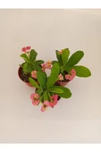 Pembe Japon Iğnesi Dikenler Tacı Euphorbia Milii Fidanı 10-20 cm - 2