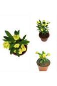 Sarı Japon Iğnesi Dikenler Tacı Euphorbia Milii Fidanı 10-20 cm thumbnail 2