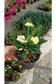 Japon Iğnesi Dikenler Tacı Euphorbia Milii Fidanı Saksılı 10-20 cm thumbnail 3