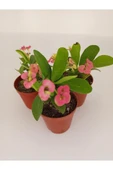 Pembe Japon Iğnesi Dikenler Tacı Euphorbia Milii Fidanı 10-20 cm - 3