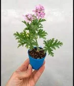 Kokulu Itır Çiçeği (Pelargonium Graveolens) Fidanı 10-20 cm thumbnail 5