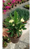 Japon Iğnesi Dikenler Tacı Euphorbia Milii Fidanı Saksılı 10-20 cm thumbnail 4