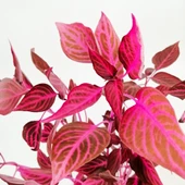 Yaprak Güzeli Kolyos Çingene Şalvarı İkili Set 10-20 cm thumbnail 2