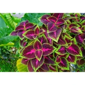 Yaprak Güzeli Kolyos Çingene Şalvarı İkili Set 10-20 cm thumbnail 5