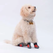 PawStar  Kırmızı Köpek Ayakkabısı - 3