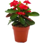 Milli Dikenler Tacı Kırmızı Renk Euphorbia Milli 10-20 cm thumbnail 2