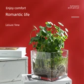 Minimalist Kare Cam Kaplumbağa Saksı - Kare 15*15 + Dikim Sepeti - 3