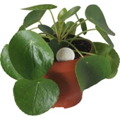 Pilea Bitkisi Para Çiçeği Fidanı 10-20 cm thumbnail 1