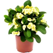 Euphorbia Milli Dikenler Tacı Kaktüsü Fidanı 10-20 cm thumbnail 2