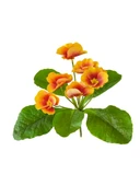 Yapay Çiçek Buketi - Yeşil Amerikan Lotusu 35cm thumbnail 6