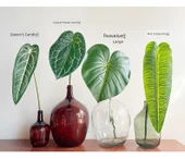 Yaprak Duvar Dekoru - Ateş Vinç Kralı / Kamuflaj Yeşil thumbnail 9