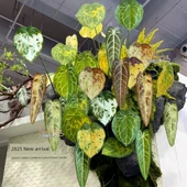 Yaprak Duvar Dekoru - Ateş Vinç Kralı / Kamuflaj Yeşil thumbnail 4