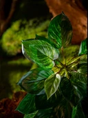 Yapay Asma Bitki Duvar Dekoru - Yoğun Orman Asılı Kaplumbağa Sırtı 50cm x 40cm thumbnail 6