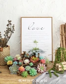 Saksıda Yapay Çöl Sukulent Bitki - Paragraf J thumbnail 7