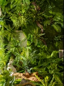 Yapay Yeşil Yapraklı Eğrelti Otu Bitkisi - 15 Yapraklı Siyah Saçlı Eğrelti Otu [yükseklik 70cm genişlik 70cm] thumbnail 2