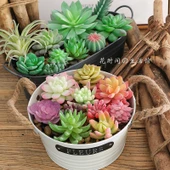 Saksıda Yapay Çöl Sukulent Bitki - Paragraf J thumbnail 4