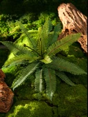 Yapay Yeşil Yapraklı Eğrelti Otu Bitkisi - 15 Yapraklı Siyah Saçlı Eğrelti Otu [yükseklik 70cm genişlik 70cm] thumbnail 3