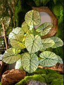 Yapay Yeşil Yapraklı Eğrelti Otu Bitkisi - 15 Yapraklı Siyah Saçlı Eğrelti Otu [yükseklik 70cm genişlik 70cm] thumbnail 5