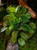 Yapay Asma Bitki Duvar Dekoru - Yoğun Orman Asılı Kaplumbağa Sırtı 50cm x 40cm thumbnail 3