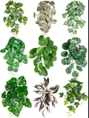 Yapay Asma Bitki Duvar Dekoru - Yoğun Orman Asılı Kaplumbağa Sırtı 50cm x 40cm thumbnail 2