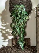 Yapay Asma Bitki Duvar Dekoru - Yoğun Orman Asılı Kaplumbağa Sırtı 50cm x 40cm thumbnail 5