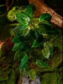 Yapay Asma Bitki Duvar Dekoru - Yoğun Orman Asılı Kaplumbağa Sırtı 50cm x 40cm thumbnail 4