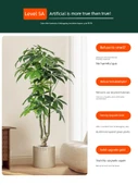 Yapay Pachira Macrocarpa 1.6 m Ruyi - İskandinav Sepet - 4