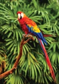 100 Parça Animal Planet Papağan Puzzle (Scarlet Macaw) - 1