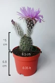 Echinocereus Pectinatus dekoratif ve dayanıklı kaktüs çicekli - 5