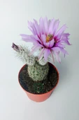 Echinocereus Pectinatus dekoratif ve dayanıklı kaktüs çicekli - 3