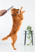 Tüy Açıcı Kedi Köpek Tarağı Tek Taraflı Metal Dişli Evcil Hayvan Bakım Fırçası - 1