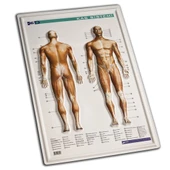 Gürbüz Kabartma Kas Sistemi 35x50-50-LI-PKT - 1