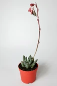 Pachyphytum Diamond dekoratif etli yapraklı sukulent 8.5 kırmızı saksıda - 4