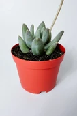 Pachyphytum Diamond dekoratif etli yapraklı sukulent 8.5 kırmızı saksıda - 1