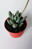 Pachyphytum Diamond dekoratif etli yapraklı sukulent 8.5 kırmızı saksıda - 2