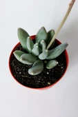 Pachyphytum Diamond dekoratif etli yapraklı sukulent 8.5 kırmızı saksıda - 3