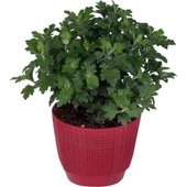Saksıda Bordo Kasımpatı Çiçeği (chrysanthemum) 10-20 cm thumbnail 1