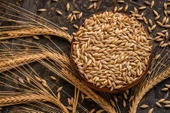 T-YEM Arpa Tane 10 Kg - Çiftlik Hayvanları İçin Kaliteli Yem Seçeneği - 2