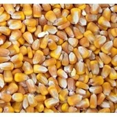 T-YEM Mısır Tane 10 Kg - Hayvanlar İçin Enerji Kaynağı, Doğal ve Besleyici Yem - 2