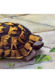 Puzzle 1000 Puzzle Kaplumbağa Terbiyecisi - 3