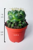 Coryphantha Elephantidens nadir kaktüs bol yavrulu 8.5 cm kırmızı - 4
