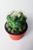 Coryphantha Elephantidens nadir kaktüs bol yavrulu 8.5 cm kırmızı - 2