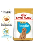 Royal Canin Puppy Poodle Küçük Irk Yavru Köpek Maması 3 kg thumbnail 2