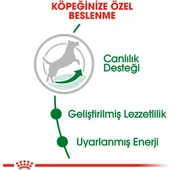 Mini Adult +8 Yaşlı Köpek Maması - 2 kg - 3