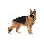 Maxi Adult Yetişkin Köpek Maması 15 kg thumbnail 2